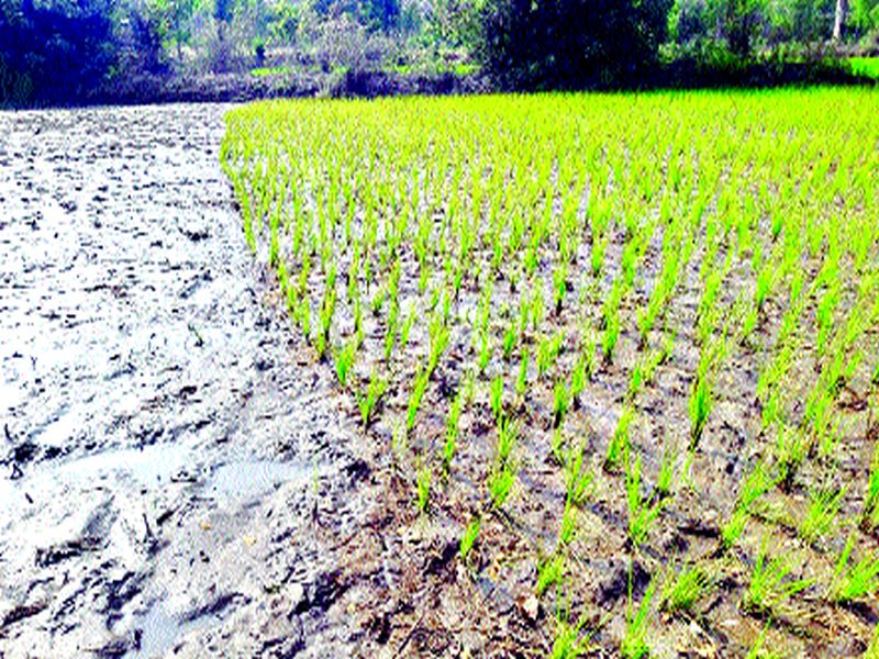 Practices for the victims: Paddy cultivation at Vikramgad | खचलेल्या बळीराजाचा प्रयत्न : विक्रमगडमध्ये भातशेती जोमात
