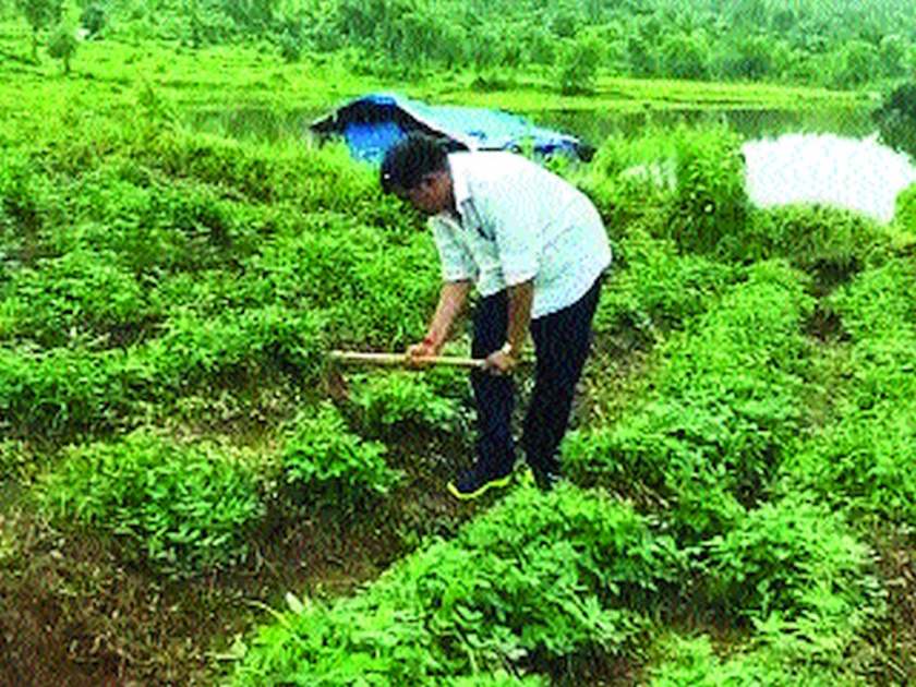 Successful groundnut cultivation in Bhiwandi for the first time | भिवंडीत प्रथमच भुईमुगाची यशस्वी शेती