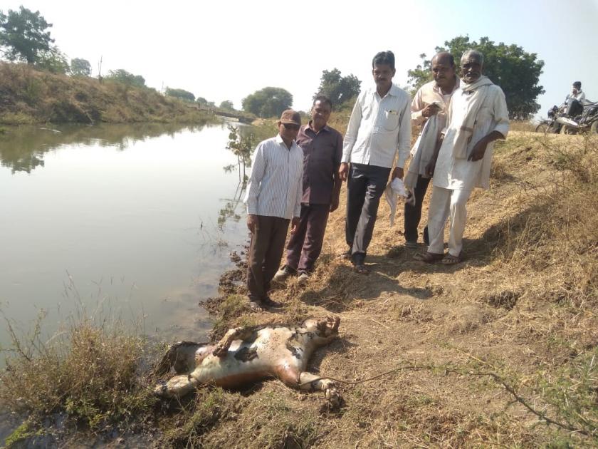 leopard dead body found near canal | कालव्यात पडून बिबटाचा मृत्यू; कुजलेला मृतदेह आढळला