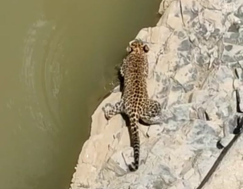 A leopard in search of water fell into a well | पाण्याच्या शोधात आलेला बिबट्या पडला विहिरीत