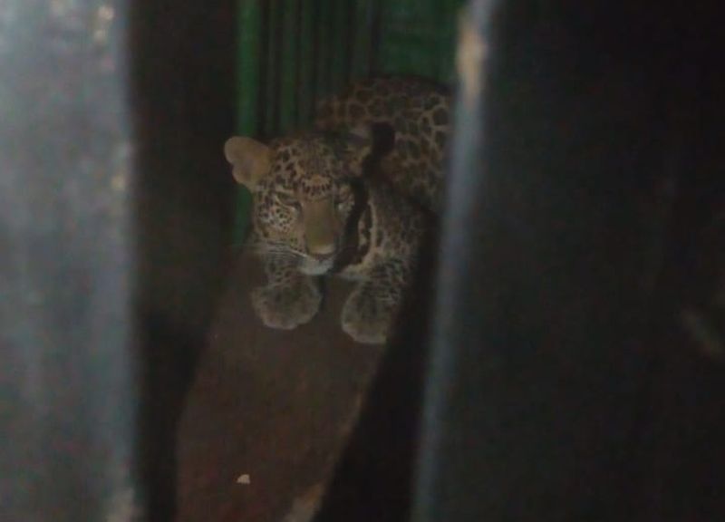 The leopard caught in Khamgaon | पोरज शिवारात धुमाकूळ घालणारा बिबट्या जेरबंद 
