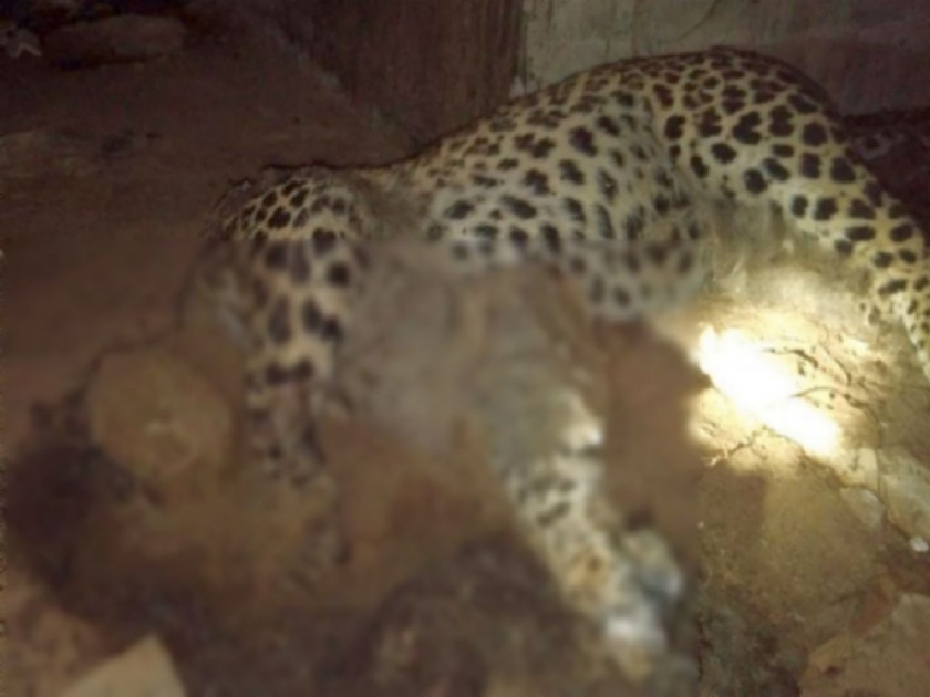 Decomposed carcass of leopard found in a closed sugar factory in Lakhandur | कुजलेल्या अवस्थेत बिबट्याचा मृतदेह आढळला; लाखांदूर येथील घटना