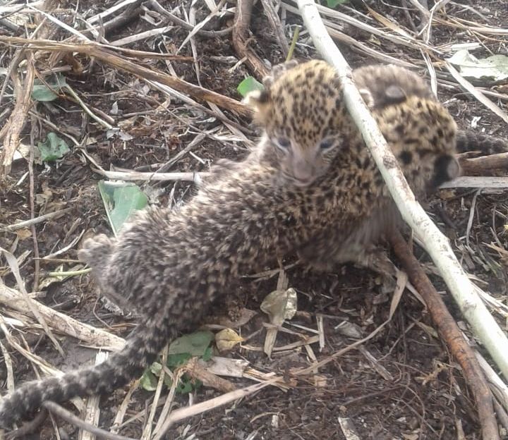 Leopard cubs have been waiting for their mother for 11 days! | बिबट्याच्या ‘त्या’ बछड्यांना ११ दिवसांपासून आईची प्रतीक्षा!