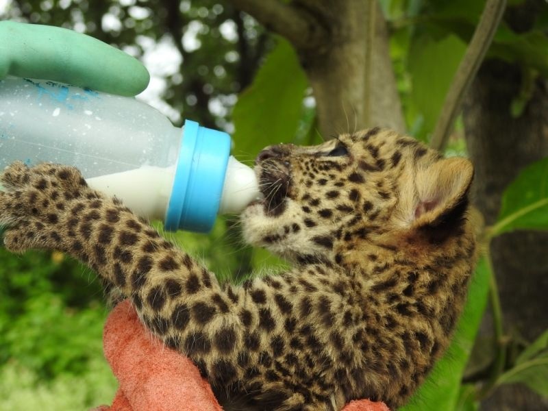 Leopard cubs handedover to Gorewada project | अखेर मादी बिबट आलीच नाही; चारही पिले गोरेवाडा प्रकल्पाकडे हस्तांतरीत