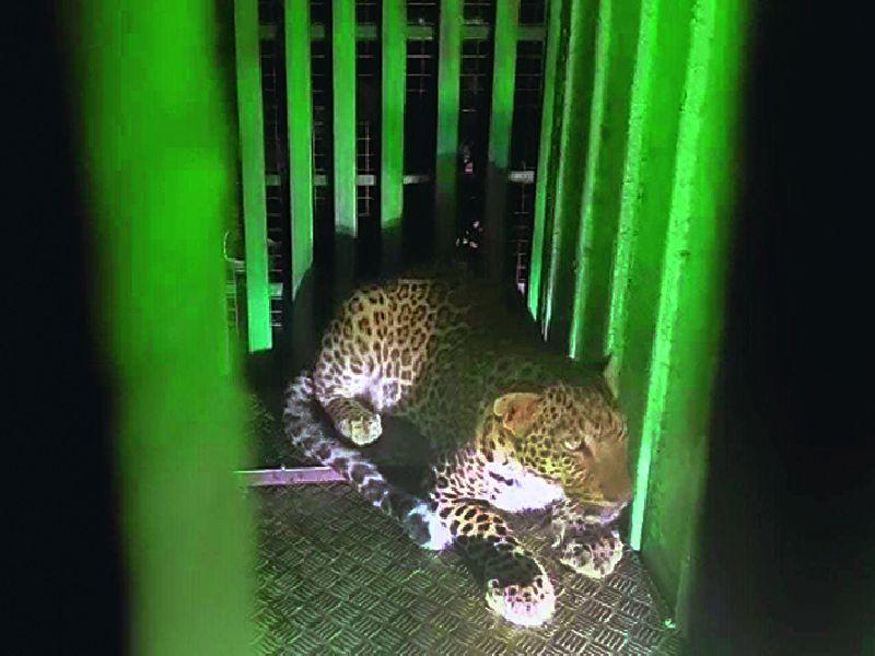 Forest department succeeded in imprisoning the leopard, villagers breathed a sigh of relief | 'त्या' बिबट्याला पकडण्यात अखेर वनविभागाला यश, गावकऱ्यांनी घेतला सुटकेचा निःश्वास