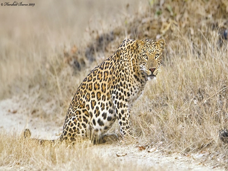 Leopard terror in Nandur hunting village; Farmers' rotation stalled | नांदूर शिकारी गावात बिबट्याची दहशत; शेतक-यांचे आवर्तन रखडले