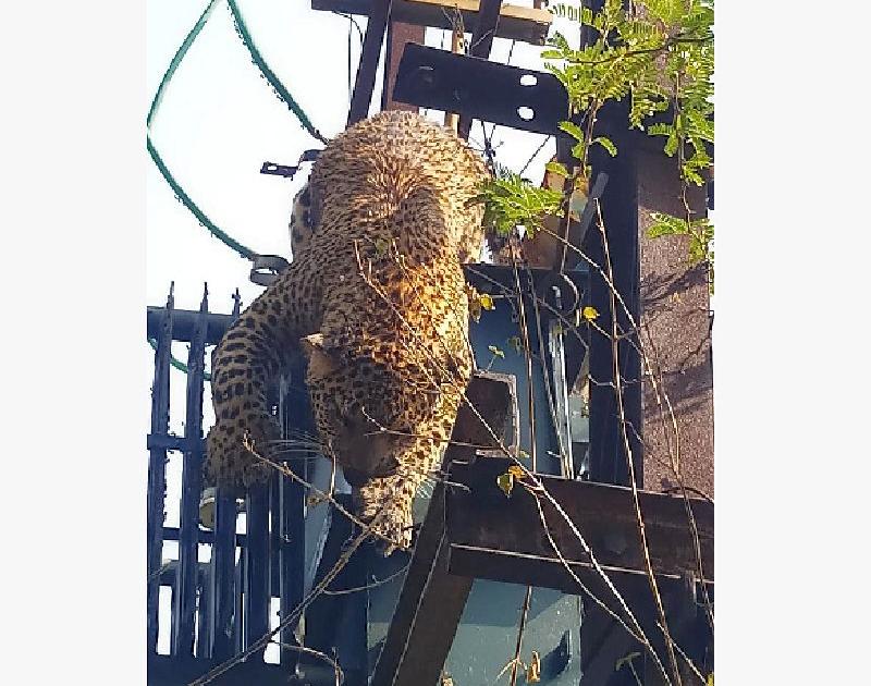 a leopard dies of electrocution while climbing on transformer in the temptation of a hunting | बिचारा बिबट्या... शिकारीच्या मोहात रोहित्रावर चढला अन् जीव गमावून बसला