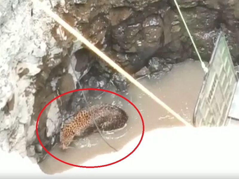 A two-day rescue operation, leopard life save by forest department in ahemadnagar | दोन दिवसांपूर्वी विहिरीत पडलेला बिबट्या जेरबंद, 22 मिनिटांचं रेस्क्यू ऑपरेशन