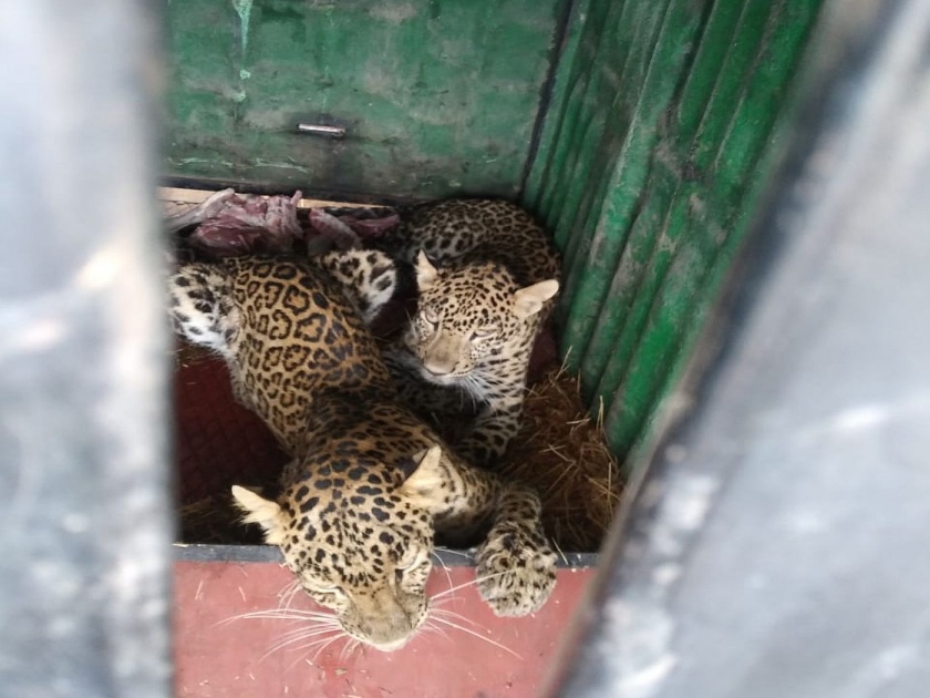 Two leopards were caught in the Jalgaon airport | जळगाव विमानतळावर मुक्त संचार करणारे दोन बिबटे जेरबंद