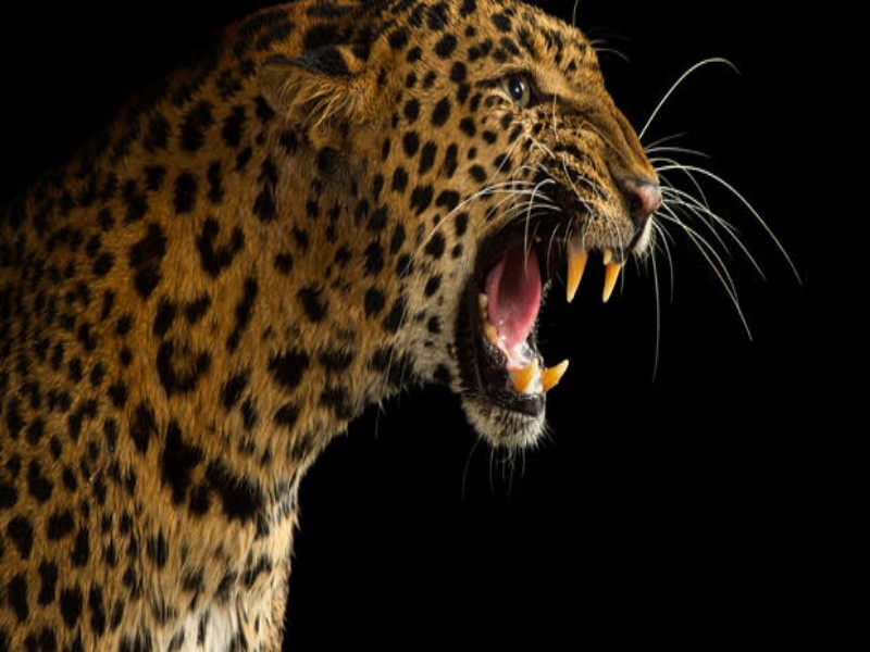 Danger attack from leopard on guard at Otur | ओतूरमध्ये राखणदारावर बिबट्याचा हल्ला 