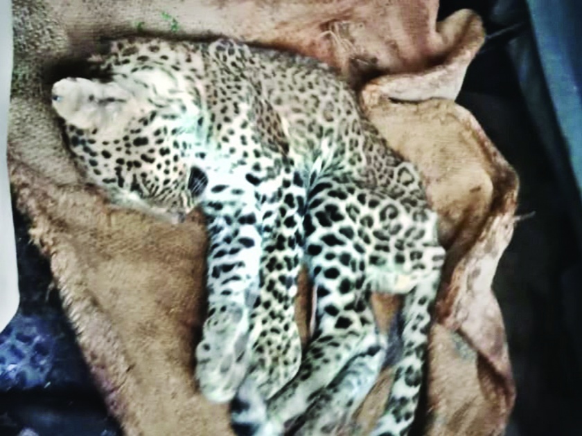 Sale of leopard skin; Both were arrested in Kamtha Ghat | बिबट्याच्या कातडीची विक्री; कामथे घाटात दोघांना अटक