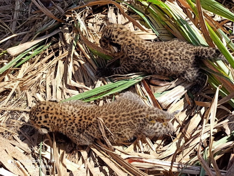 leopard baby found in sugarcane fields at Sangwade in Maval area | मावळ परिसरातील सांगवडे येथे ऊसाच्या शेतात आढळली बिबट्याची पिल्ले 
