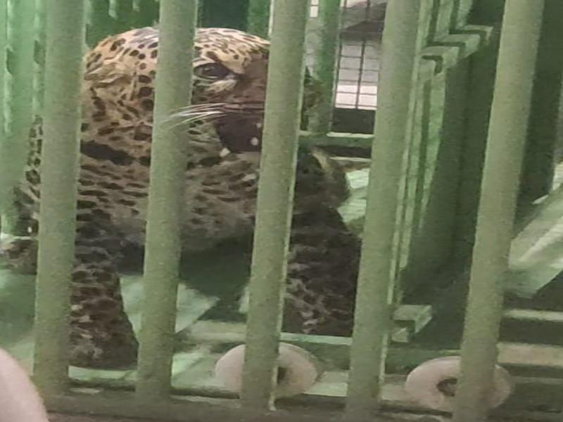 leopard finally captured a man was attacked while going for a morning walk in Pune yesterday | अखेर बिबट्या २४ तासाच्या आत जेरबंद; पुण्यात काल मॉर्निंग वॉकला जाणाऱ्या व्यक्तीवर केला होत हल्ला