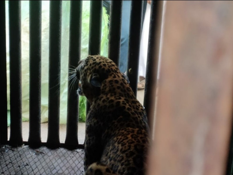 Forest Department succeeds in capturing leopard which is creating terror in Ambegaon taluka | आंबेगाव तालुक्यात दहशत निर्माण करणाऱ्या बिबट्याला जेरबंद करण्यात वन विभागाला यश 