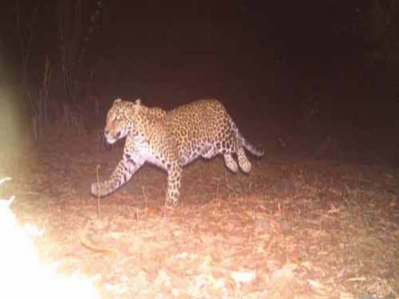 leopard in fursungi ; fear in citizens | फुरसुंगीत बिबट्याचा धुमाकूळ; नागरिकांमध्ये दहशत 