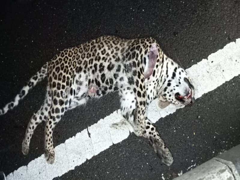 A leopard was death in an unidentified vehicle accident at Kalamb on the Pune-Nashik highway | पुणे -नाशिक महामार्गावर कळंब येथे अज्ञात वाहनाच्या धडकेत बिबट्या ठार 