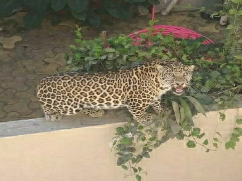 leopard in CIDCO N-3 area of Aurangabad; Rescue operation of forest department started | औरंगाबादमधील सिडको एन- १ भागात बिबट्या; वन विभागाचे रेस्क्यू ऑपरेशन सुरु