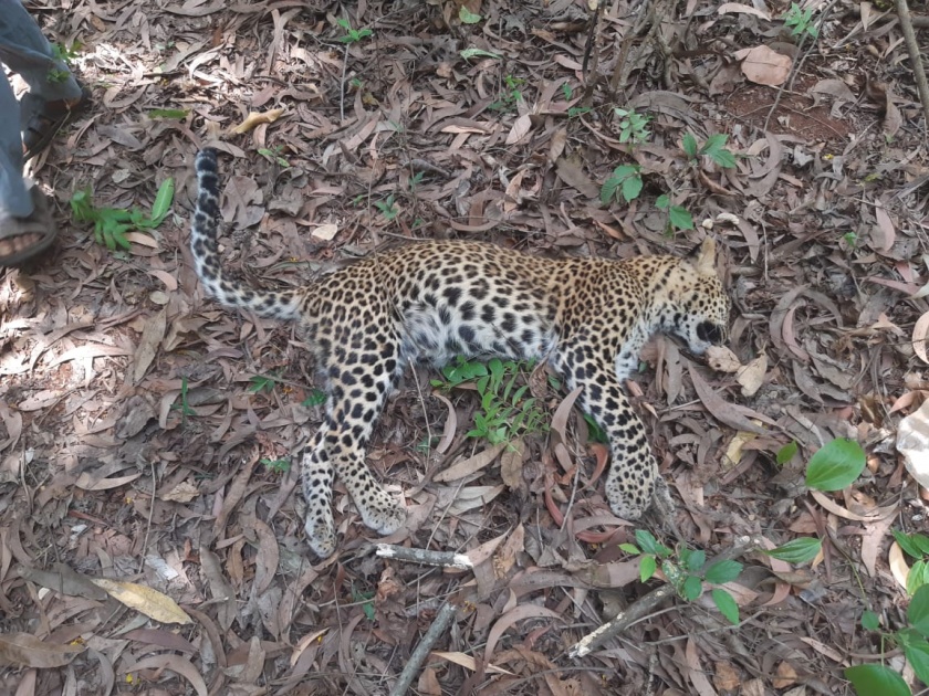 Leopard starves to death | लांजात बिबट्याचा भूकबळीने मृत्यू