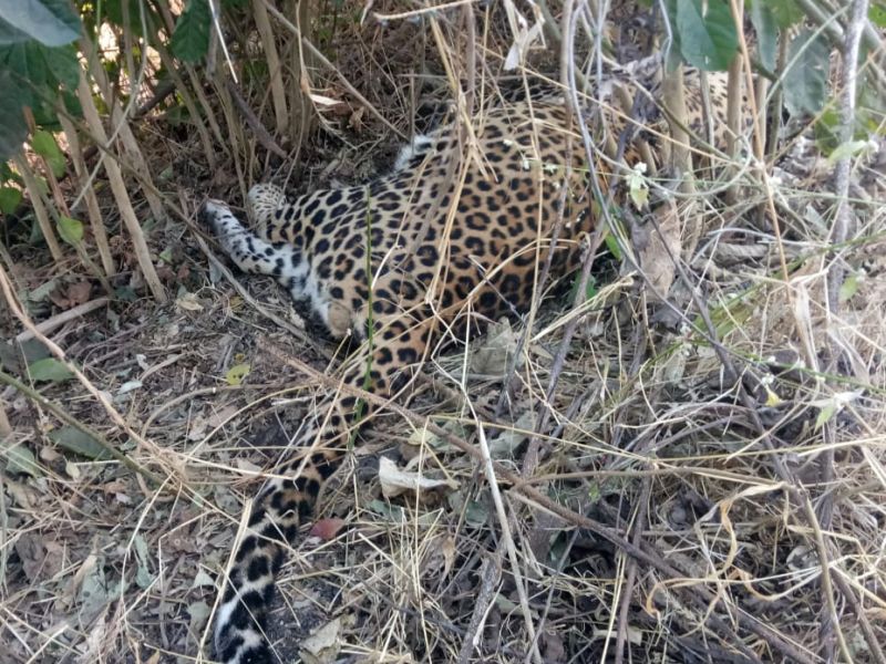 Leopards found near the village of Rokde | रोकडे गावाजवळ बिबट्या आढळला मृतावस्थेत