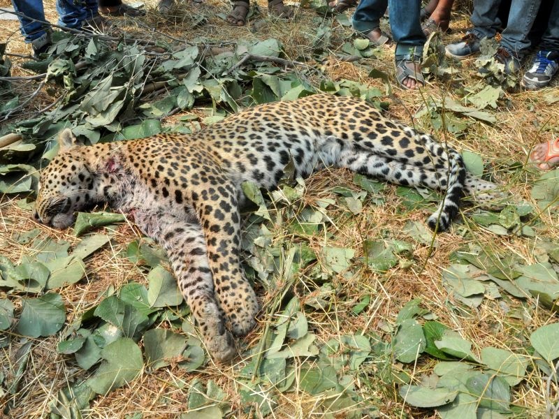 Both of them fought with a leopard, the farmer escaped | दोघांची बिबट्याशी झुंज, शेतकरी बचावले