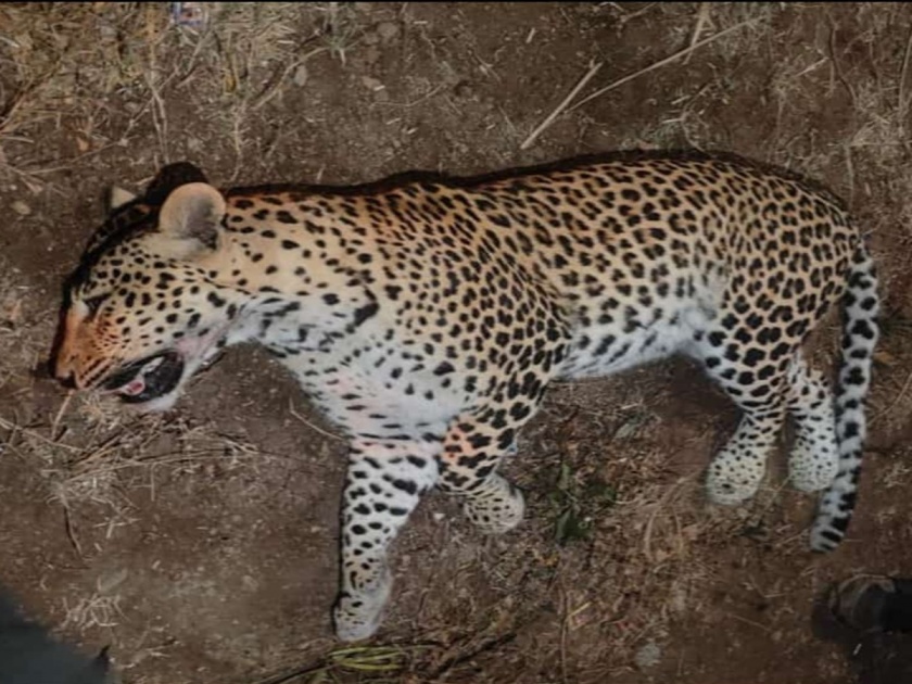 Leopard dies on Pune-Nashik highway; Hit by an unknown vehicle | Pune News: पुणे-नाशिक महामार्गावर बिबट्याचा मृत्यू; अज्ञात वाहनाची धडक