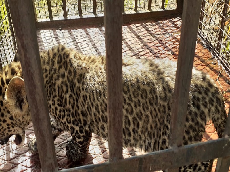 Two-month-old leopard safely out of the well | दोन महिन्याचा बिबट्या विहिरीतून सुखरूप बाहेर