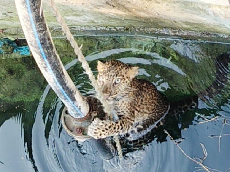 While chasing the prey, the leopard fell into the well, after an hour's effort, it was successfully pulled out | भक्ष्याचा पाठलाग करताना बिबट्या पडला विहिरीत, तासाभराच्या प्रयत्नानंतर बाहेर काढण्यात यश