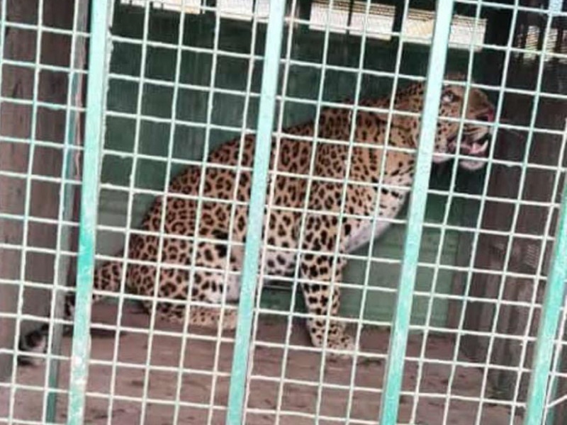 The leopard, which has been on the run for the last six months at Davdi in Khed taluka, | खेड तालुक्यातील दावडी येथे गेल्या सहा महिन्यापासून धुमाकुळ घालणारा बिबट्या अखेर जेरबंद