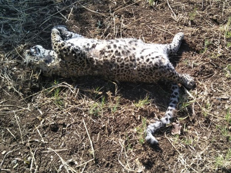 Leopard found dead in Godri Shivar | गोद्री शिवारात बिबट्या सापडला मृतावस्थेत