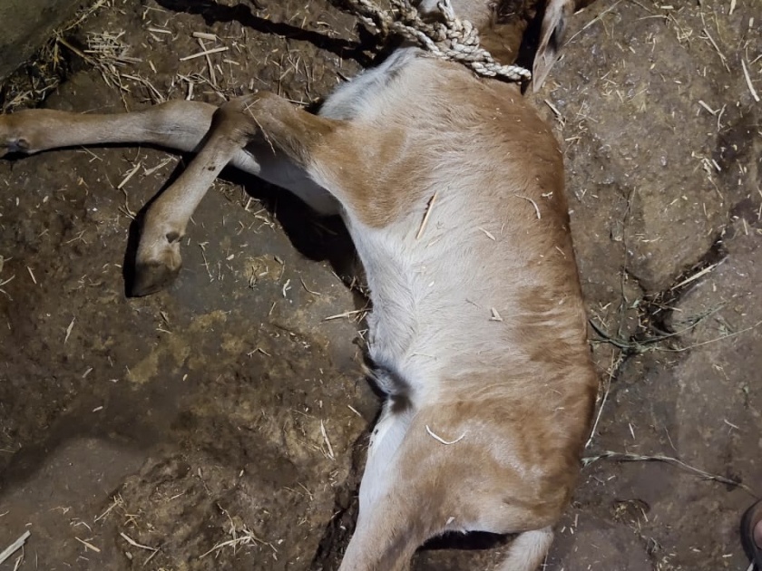 3 goats, goat killed in leopard attack in Fupere | फुपेरेत बिबट्याच्या हल्ल्यात 3 शेळ्या, बोकड ठार