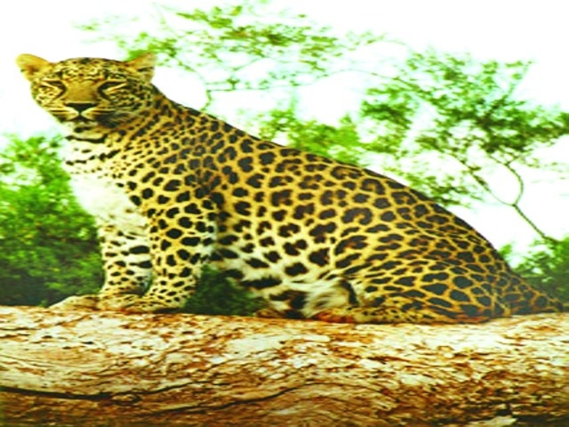 The calf trap in the leopard attack | बिबट्याच्या हल्ल्यात वासराचा फडशा
