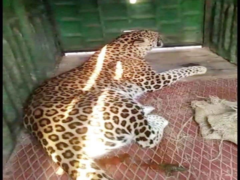 death in fire leopard daughters mother arrested in Avasari? | अवसरी येथे होरपळून मृत्यूमुखी पडलेल्या बिबट्यांची आई जेरबंद ?