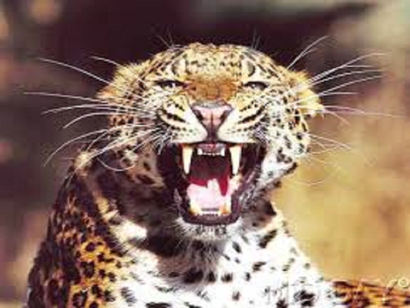 A leopard attack in Chadgaon area | चाडेगाव परिसरात बिबट्याचा कुत्र्यावर हल्ला