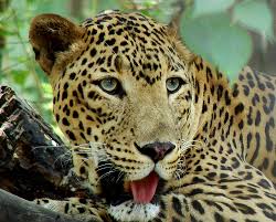  Leopard and Sambar found in the dead body of the filmcity area | फिल्मसिटी परिसरात मृतावस्थेत आढळले बिबट्या आणि सांबर