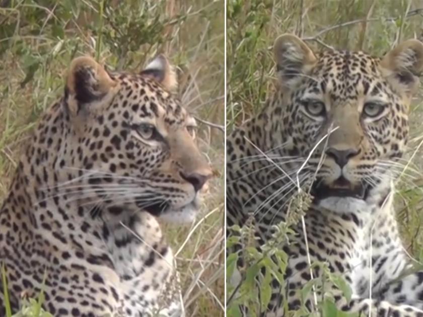 python attacks leopard in air see what happens next video goes viral on internet | Viral Video: अजगराने हवेत केला बिबट्यावर हल्ला, पुढे जे झालं ते पाहुन होईल तुमचा थरकाप