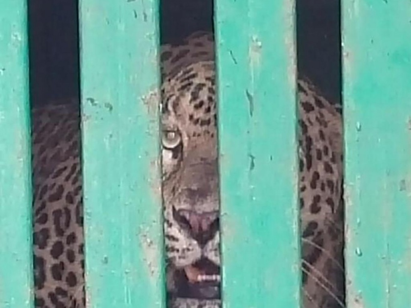 Finally, after two years, leopards were captured in the Mervi area | अखेर दोन वर्षांनी मेर्वी परिसरातील बिबट्या जेरबंद