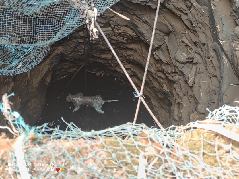 Leopard found dead in a fallen well at Kalambaste in Sangameshwar taluka | पडक्या विहिरीत सापडला मृतावस्थेत बिबट्या