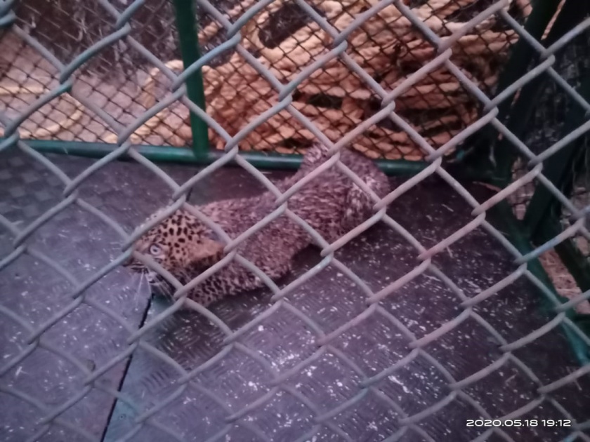 Save the life of a leopard that fell into a well | देवरुखनजीक विहिरीत पडलेल्या बिबट्याला जीवदान