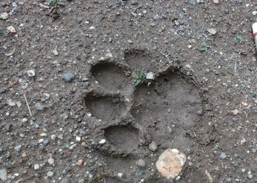  Parsu and calf fired by leopard in Borkhede Shivaraya | बोरखेडे शिवारात बिबट्याने फस्त केले पारडू आणि वासरू