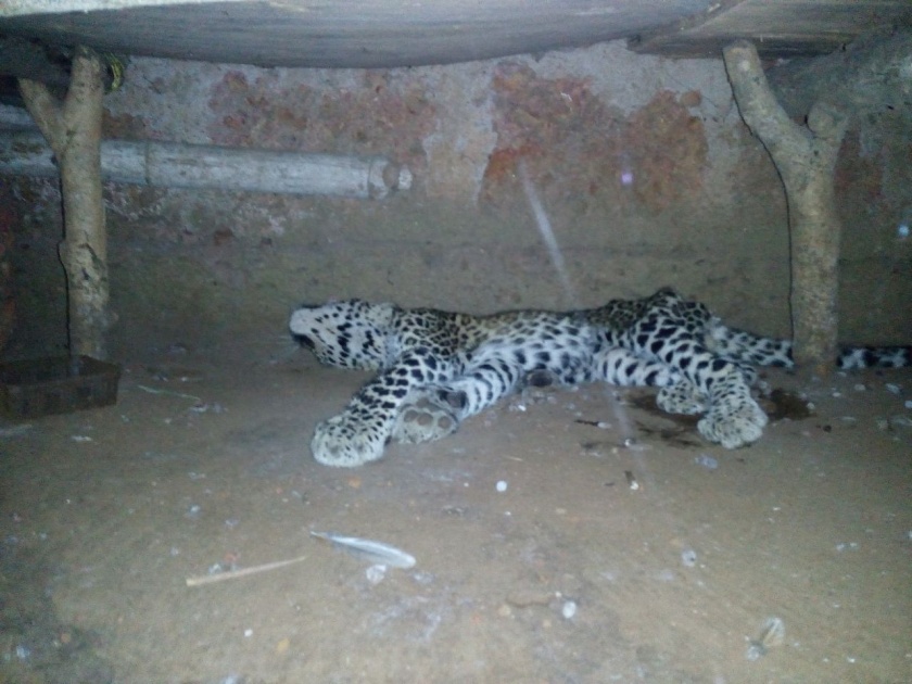 Guhagar - Ranvi entered the house of the house Leopard | गुहागर - रानवी गावातील घरात शिरला बिबट्या