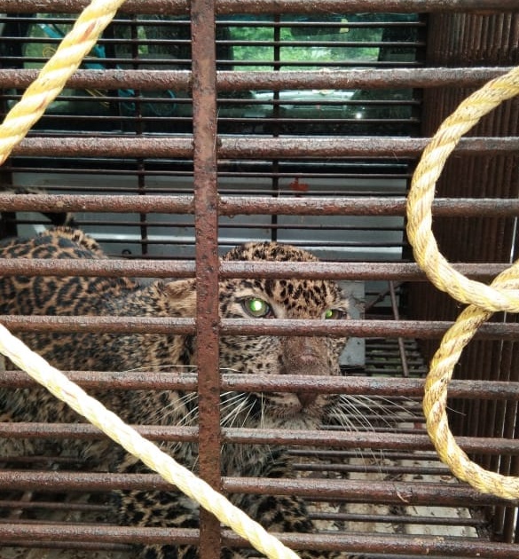 Leopards in Ghagrewadi finally captured | घागरेवाडीतील बिबट्या अखेर जेरबंद