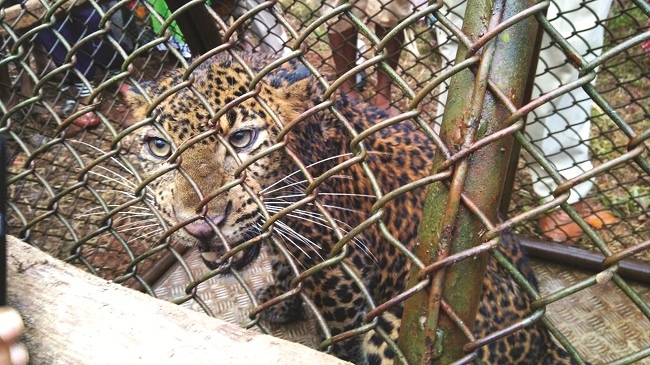 Two leopard operators who are free to fly at the airport are in 'cage' | विमानतळावर मुक्त संचार करणारे दोन बिबटे अखेर ‘पिंजऱ्यात’
