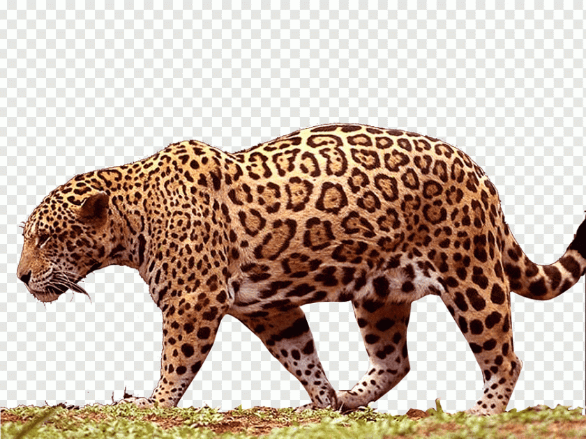 Leopards roam in Palakhed area | पालखेड परिसरात बिबट्यांचा वावर