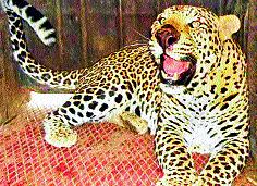 The calf injured in a leopard attack | बिबट्याच्या हल्ल्यात वासरू जखमी