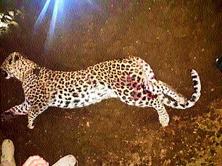 35 cows came together to kill the attacker leopard | ३५ गायींनी एकत्र येत केले हल्लेखोर बिबट्याला ठार