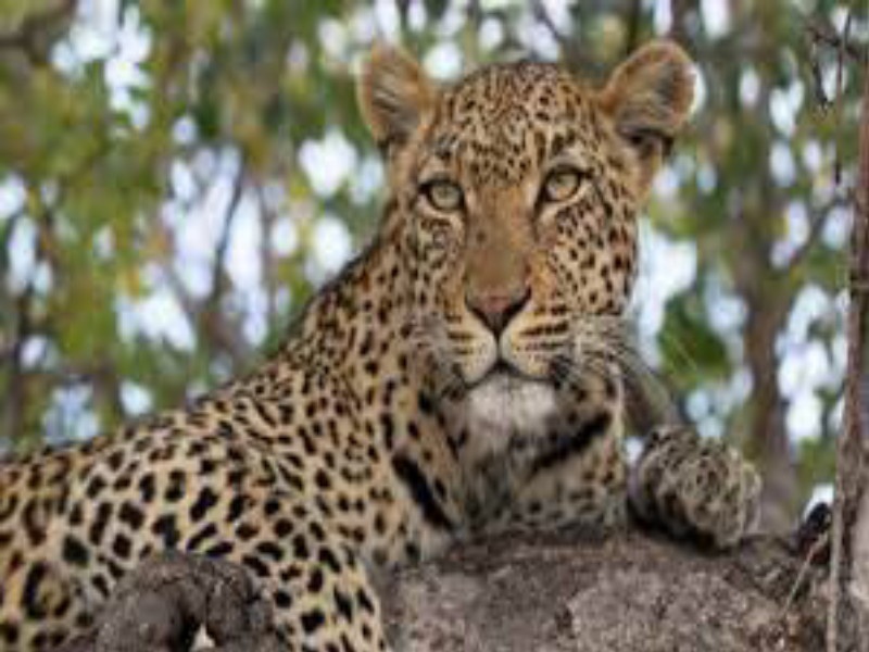 Leopards found in Baramati, panic among citizens everywhere | बारामतीत आढळला बिबट्या, नागरिकांमध्ये सर्वत्र घबराटीचे वातावरण