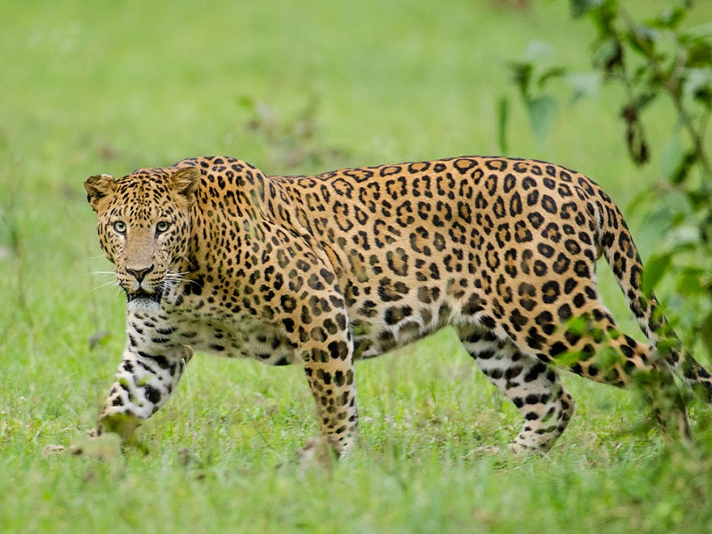 The leopard in Valhe Sukalwadi area is finally jailed pune latest news | वाल्हे सुकलवाडी परिसरात असलेला बिबट्या अखेर जेरबंद