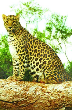  Follow the leopard youth | बिबट्याने केला तरुणांचा पाठलाग