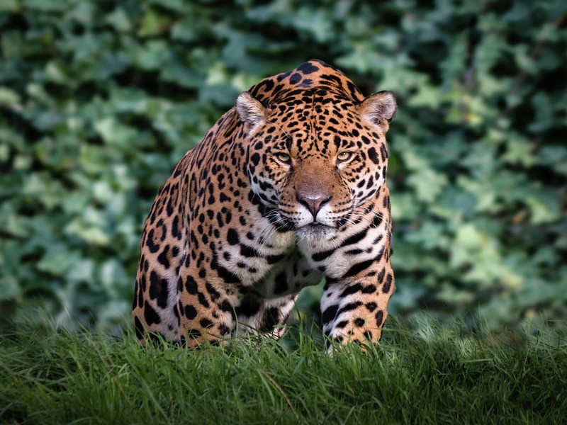 The leopard is a cannibal who attacks people by holding them down | दबा धरून माणसांवर हल्ला करणारा बिबट्याच नरभक्षक: माजी वन अधिकारी प्रभाकर कुकडोलकर