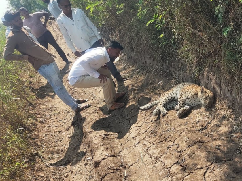 Leopard dies due to lack of treatment at Wadala Mahadev; Delay of Forest Department | वडाळा महादेव येथे उपचाराअभावी बिबट्याचा मृत्यू; वनविभागाची दिरंगाई